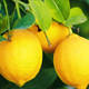 lemons_thumb