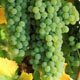 FrenchColombardGrapes